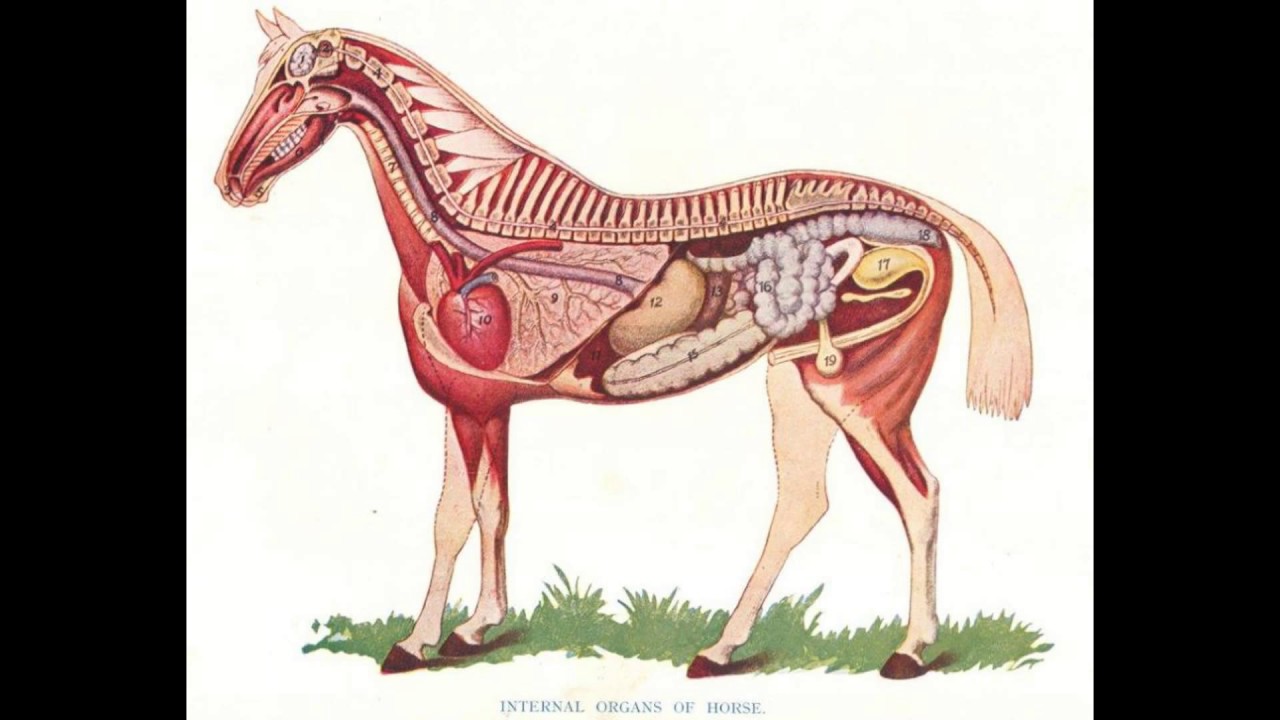 HUMAN vs ANIMALS = Speed Strength Similar Biology (VEGAN) DNA Organs Skeleton Science Test Teeth Cel