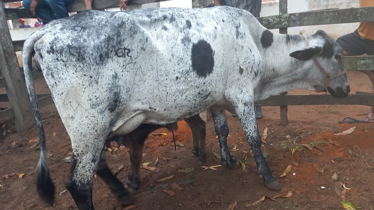 Feira de vaca de leite em canafistula de Frei Damião Alagoas 09/02/26#nordeste