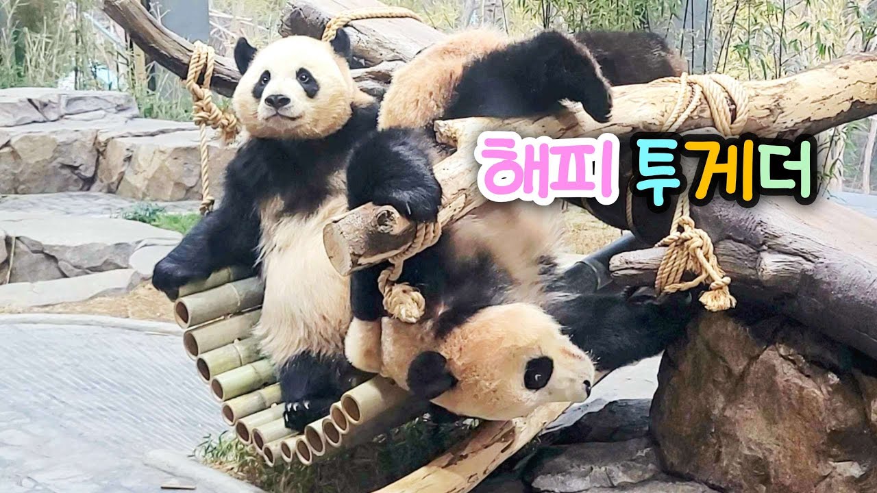 달콤살벌한 해먹 쟁탈전  루이바오 후이바오 마감영상 26.03.01