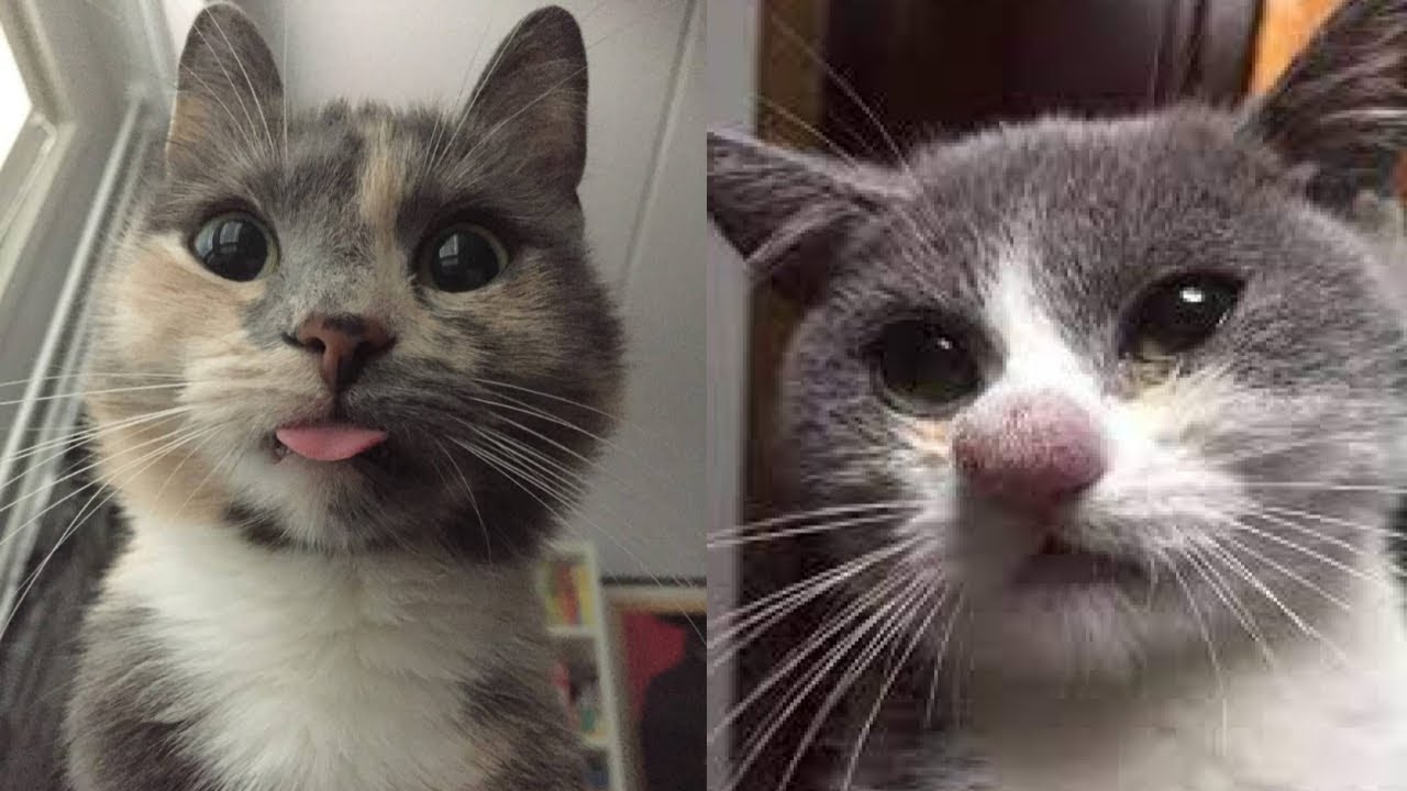 😼 САМЫЕ СМЕШНЫЕ видео с КОШКАМИ, которые вы когда-либо видели! 😂 Смешная жизнь кошек