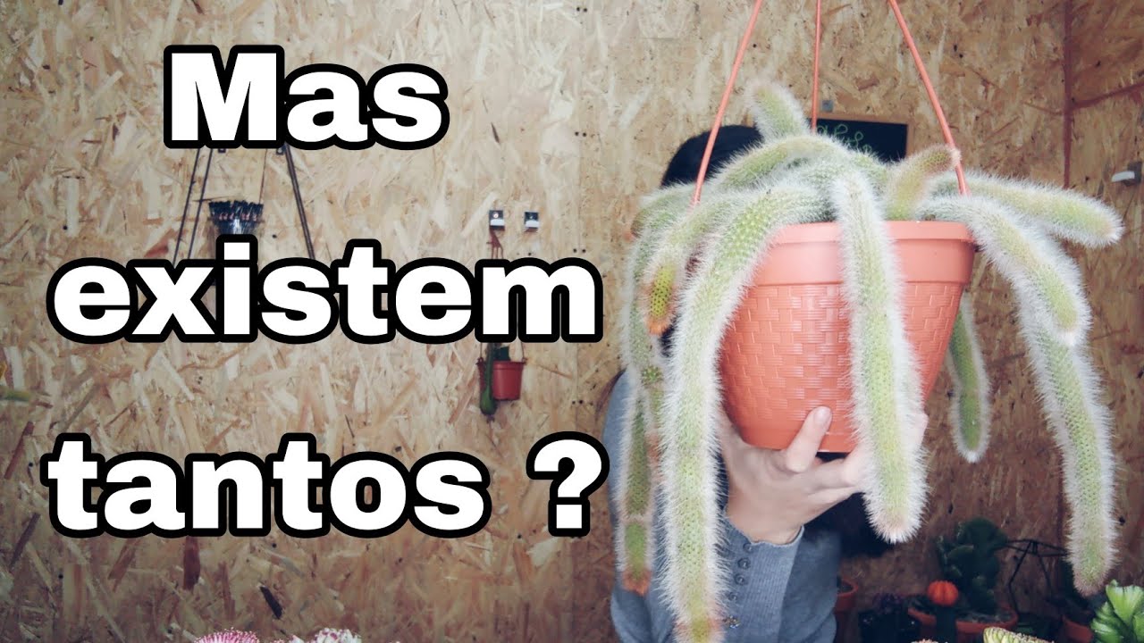 Diferenças entre Rabo de Macaco, Raposa, Rato e Gato + Bónus | Arte & Suculentas
