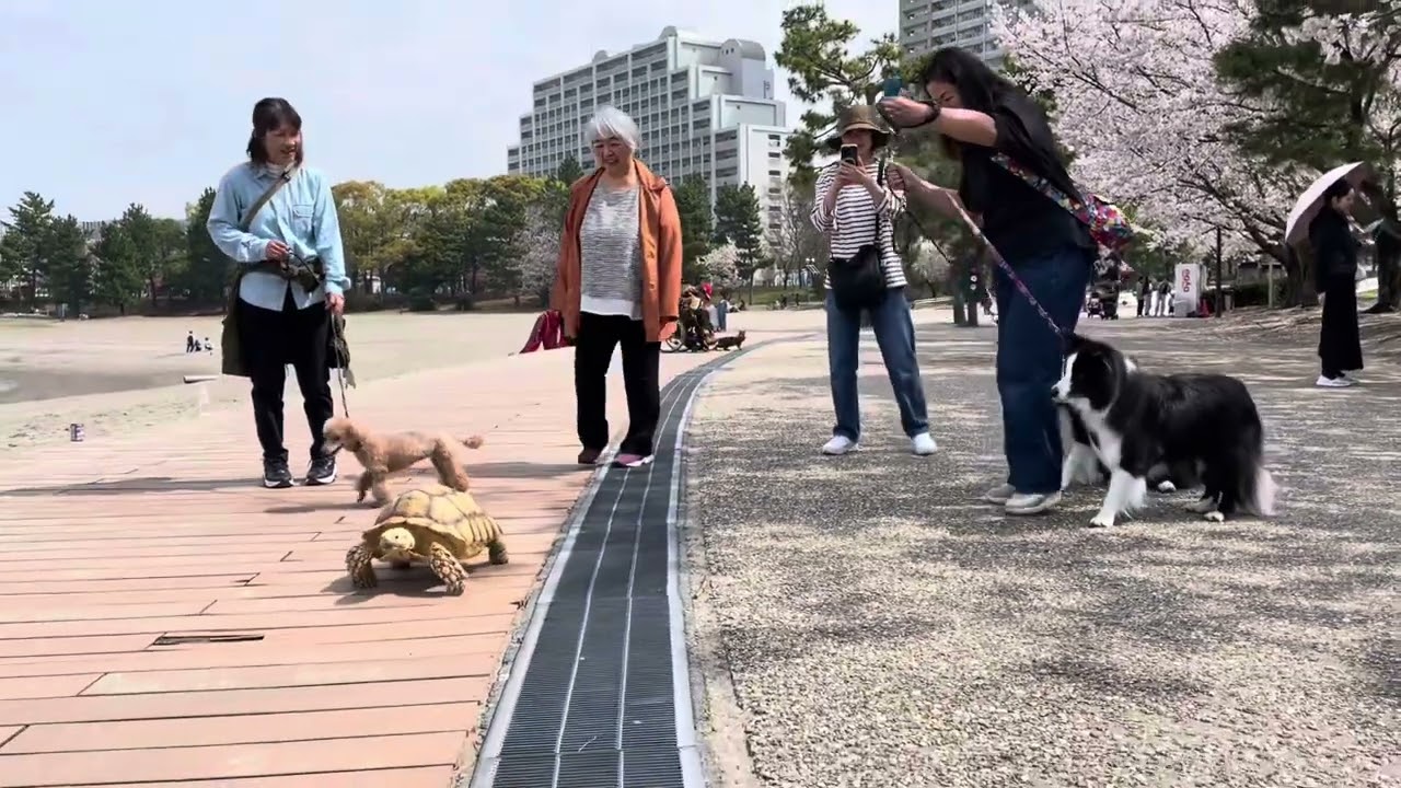 桜と亀（お台場カメ☆福亀GOちゃん）cherry blossoms and turtle