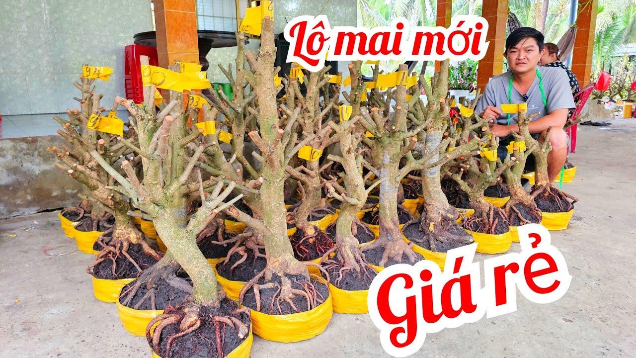 Em Vinh 📲 0964704051 Khai trương Giảo Thủ Đức đế đẹp giá rẻ 24/2 Chợ Gạo (@MaivàngQuêdừa)