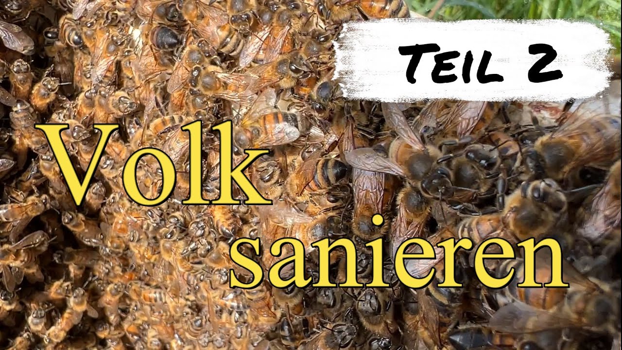Drohnenbrütiges Volk Teil 2, die Sanierung. Ich habe mich täuschen lassen 😱
