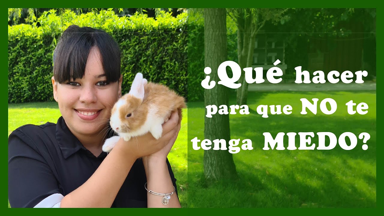 ¿Tu conejo 🐰te tiene miedo? 5️⃣ consejos para GANARSE SU CONFIANZA