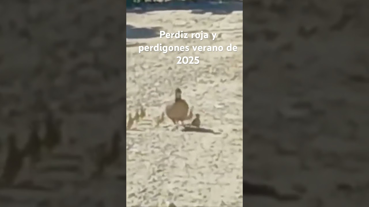 Perdiz y perdigones en el verano de 2025