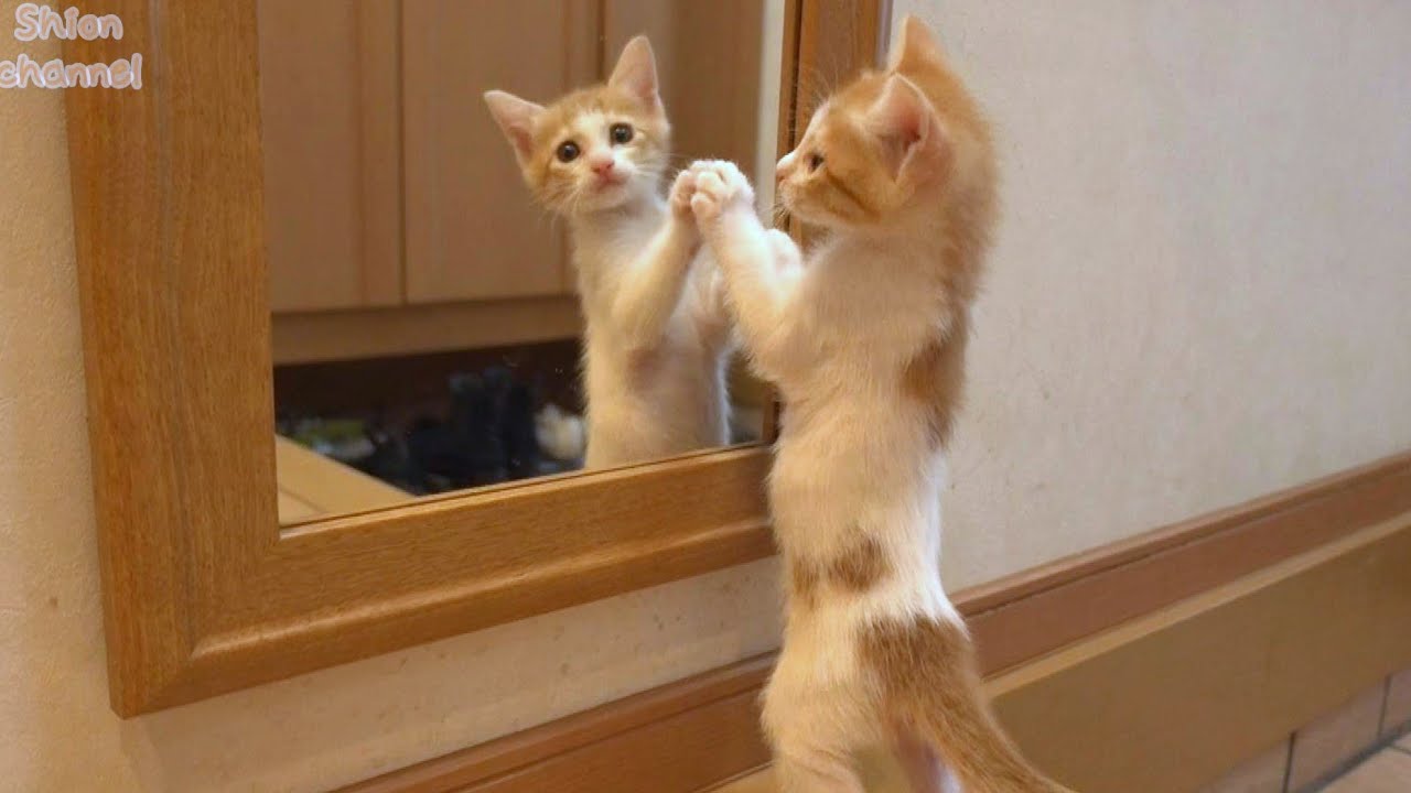 【生後42日】子猫が鏡に映る自分と初対面したらこうなりました
