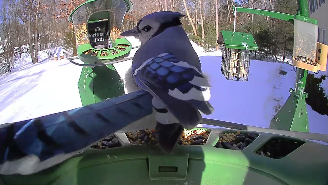 Super Triple Feeder in Sub-Zero New England! Feeding birds in winter helps them survive!
