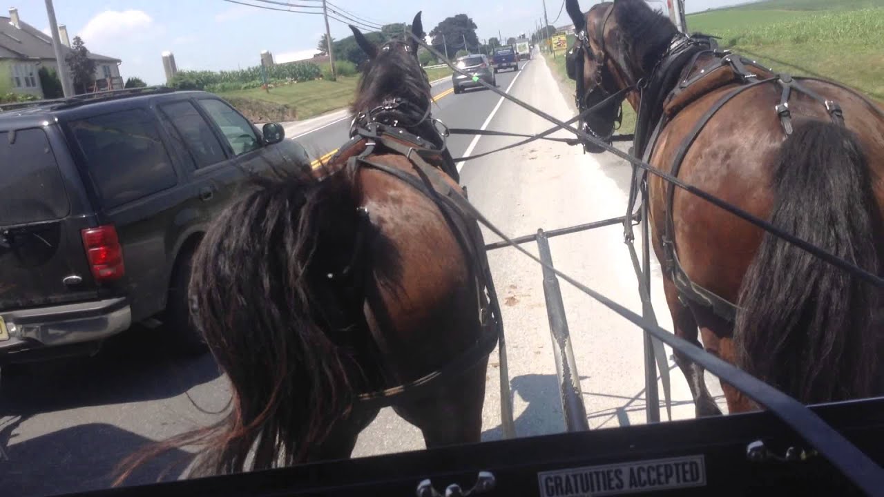 Funny horse poops on horse and buggy ride