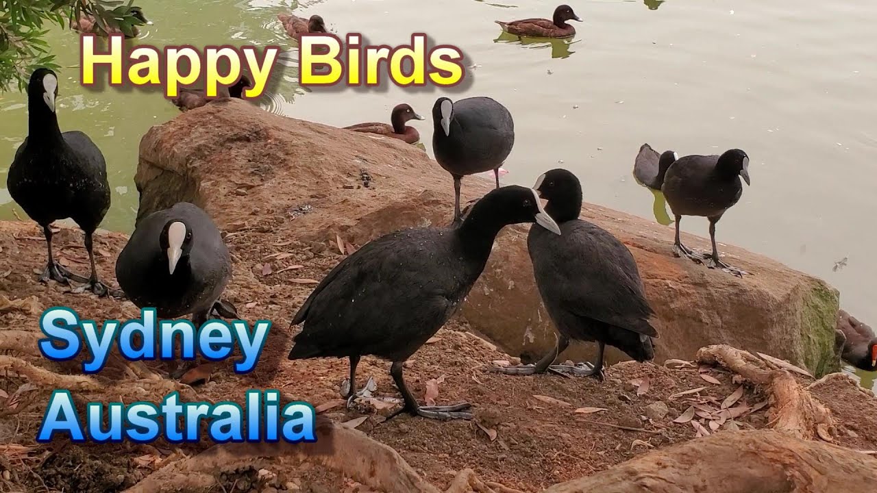 Happy Birds in Australia