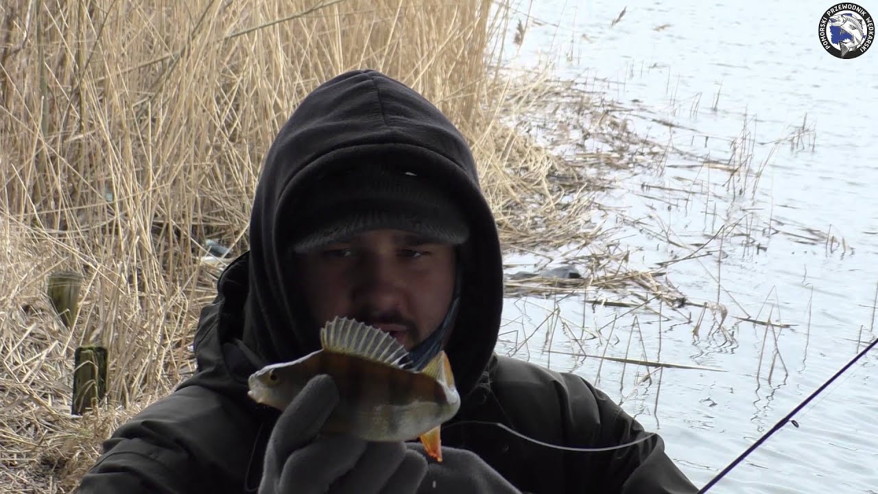 Marcowy Nogat / okoń / szczupak / boleń