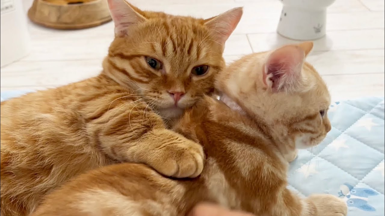 ぽちゃくんのいる生活💓
