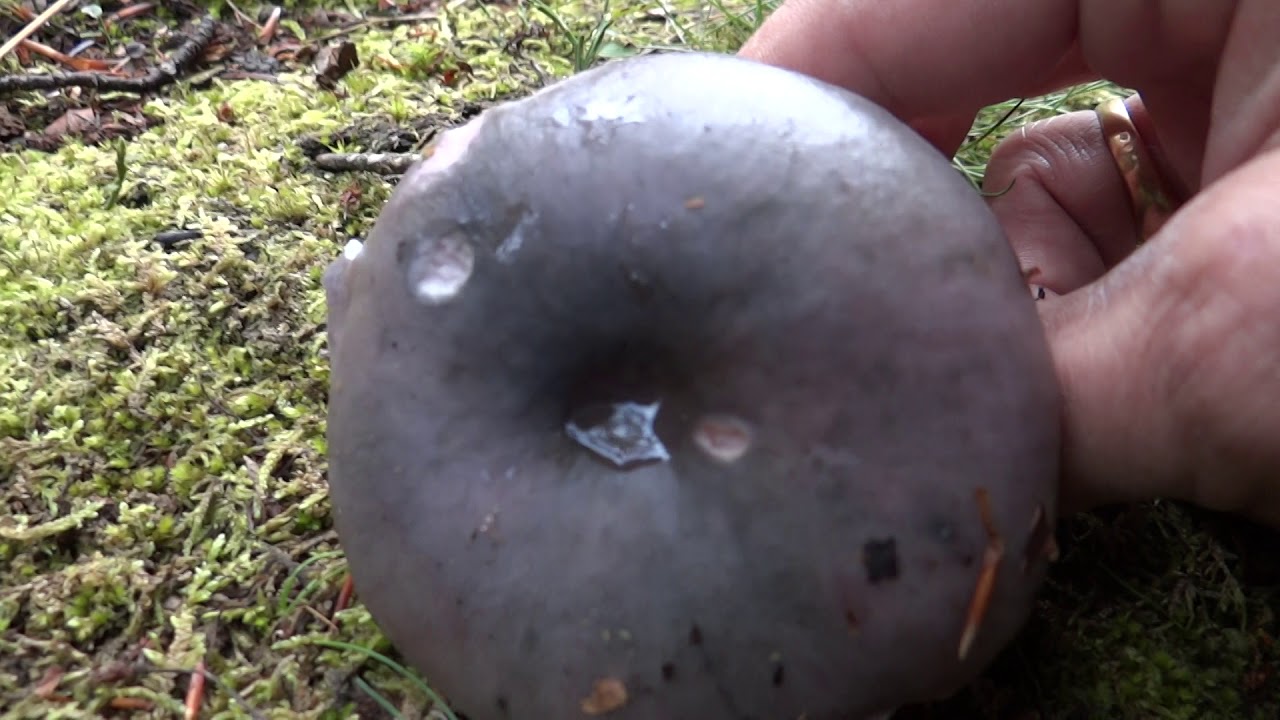 Russule cyanoxantha, la russule charbonnière, lames