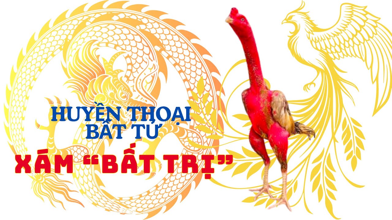 🐓Gà Chọi Xám 