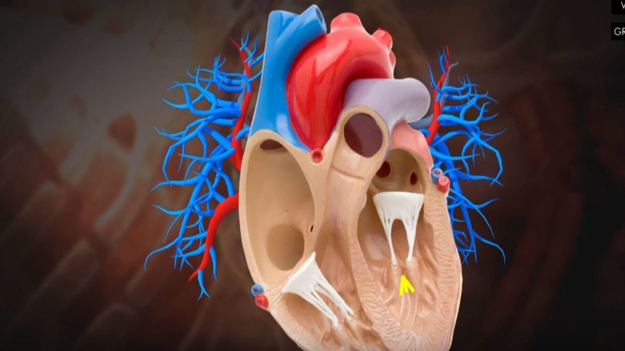 Your Healthy Family: UCHealth Memorial TAVR program among best in country