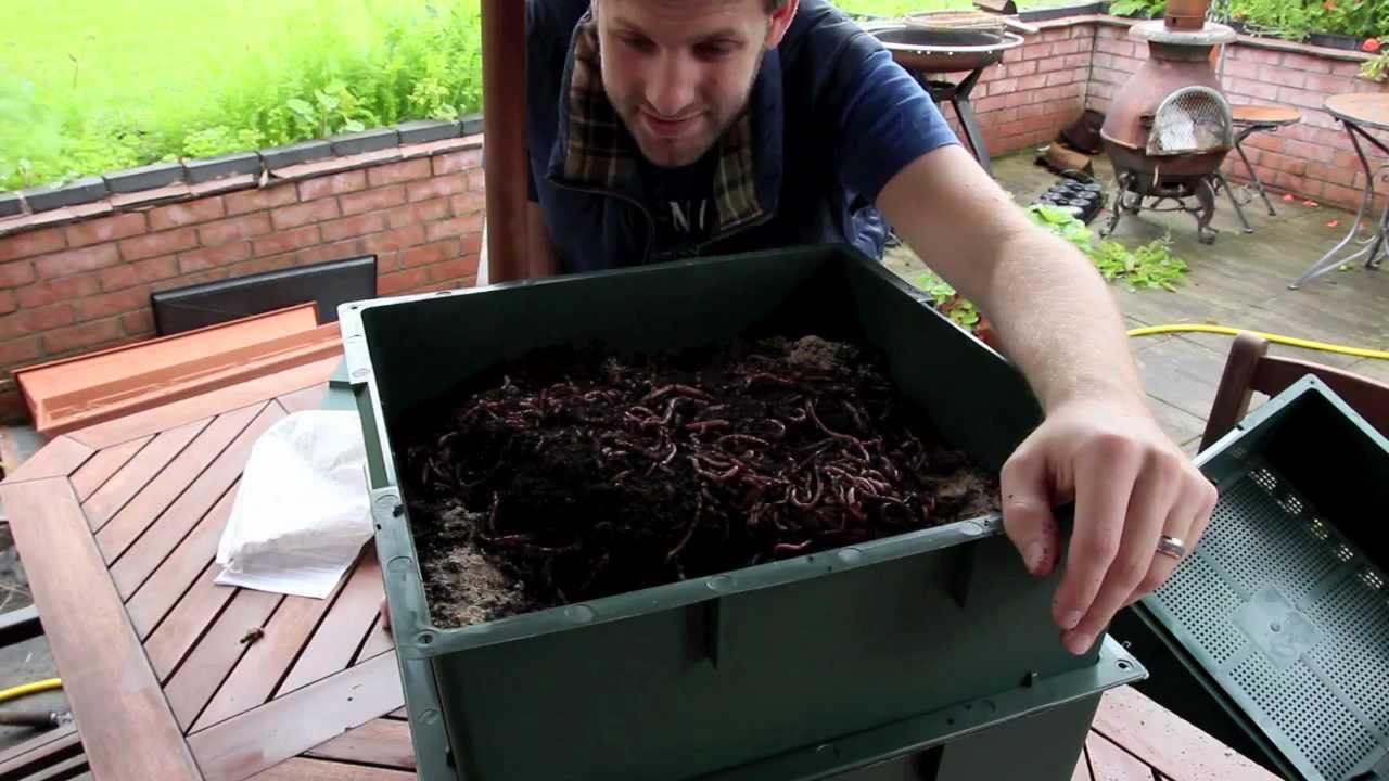Wormcity Wormery Review - My composting little friends