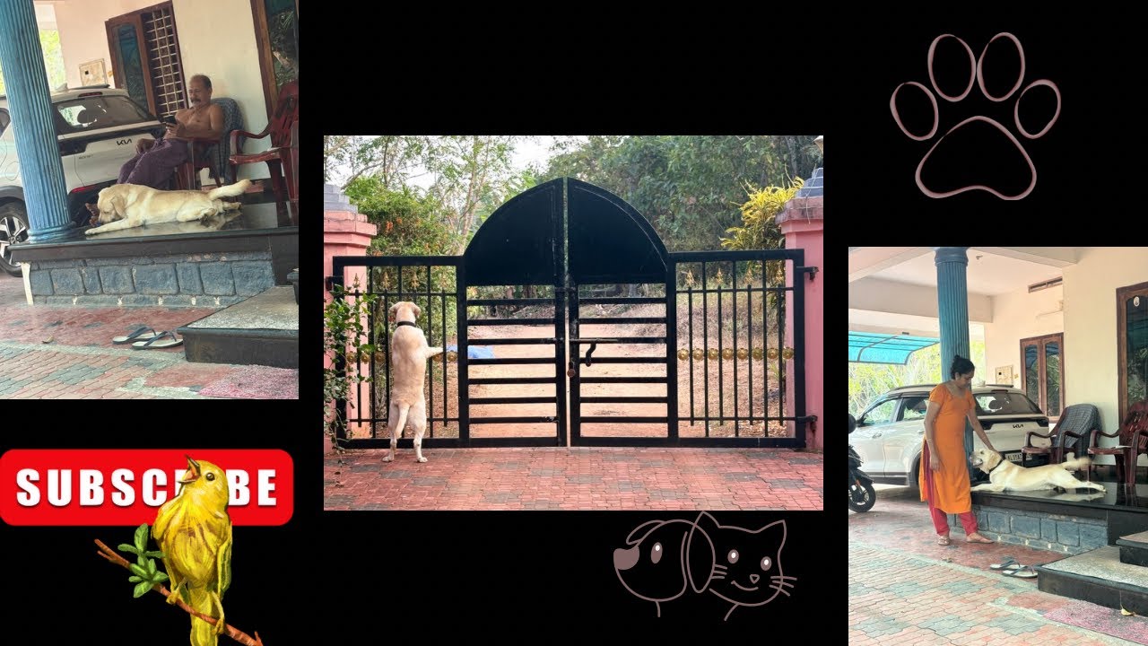 Le cookie: എൻറെ ടെറിട്ടറിയിൽ കയറിയാൽ ഞാൻ പേടിപ്പിക്കും😌😂