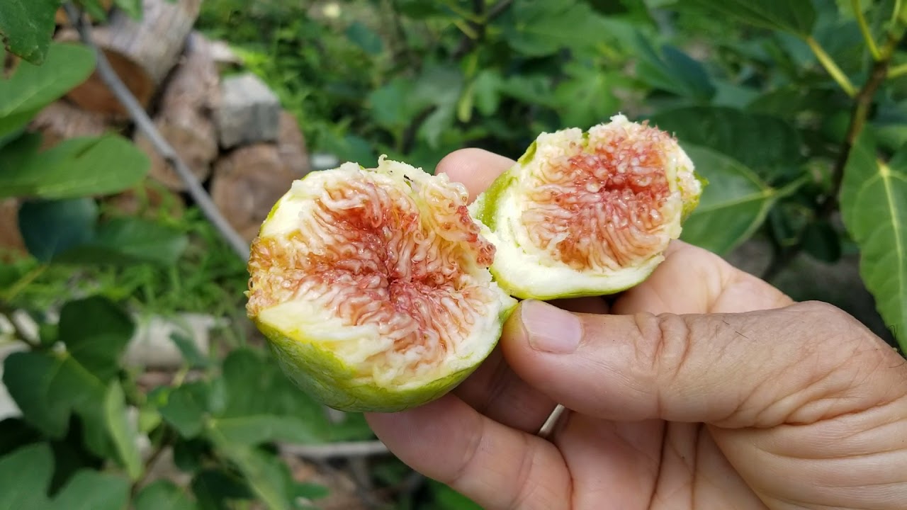 Desert King Verses Filacciano Bianco San Pedro Figs! July 12, 2021