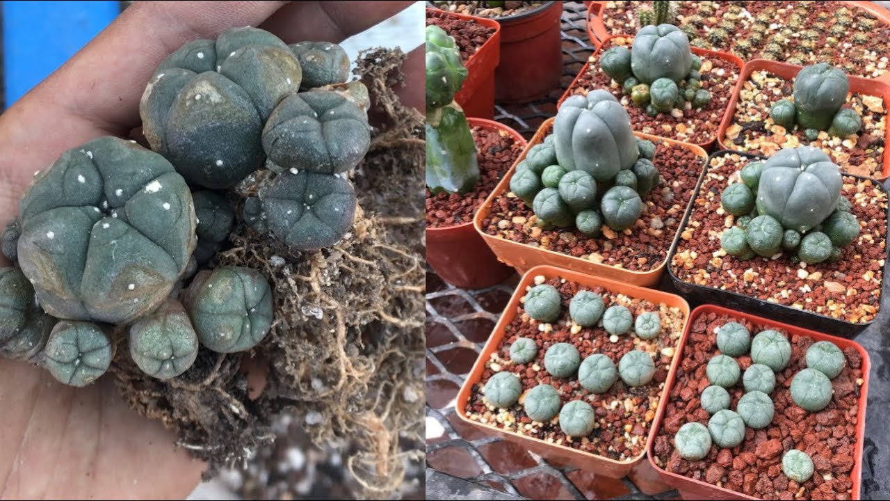 SUSTRATO para LOPHOPHORA