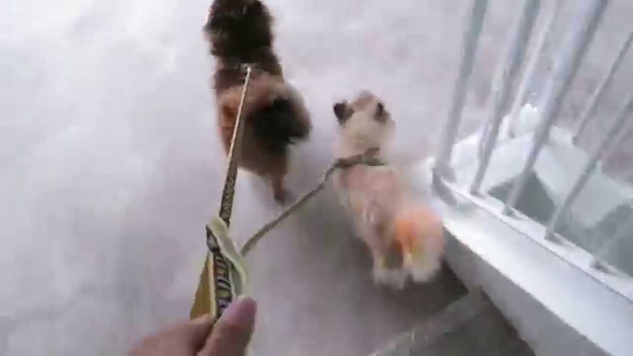 FEEDMYPAWS - VLOG 23052015