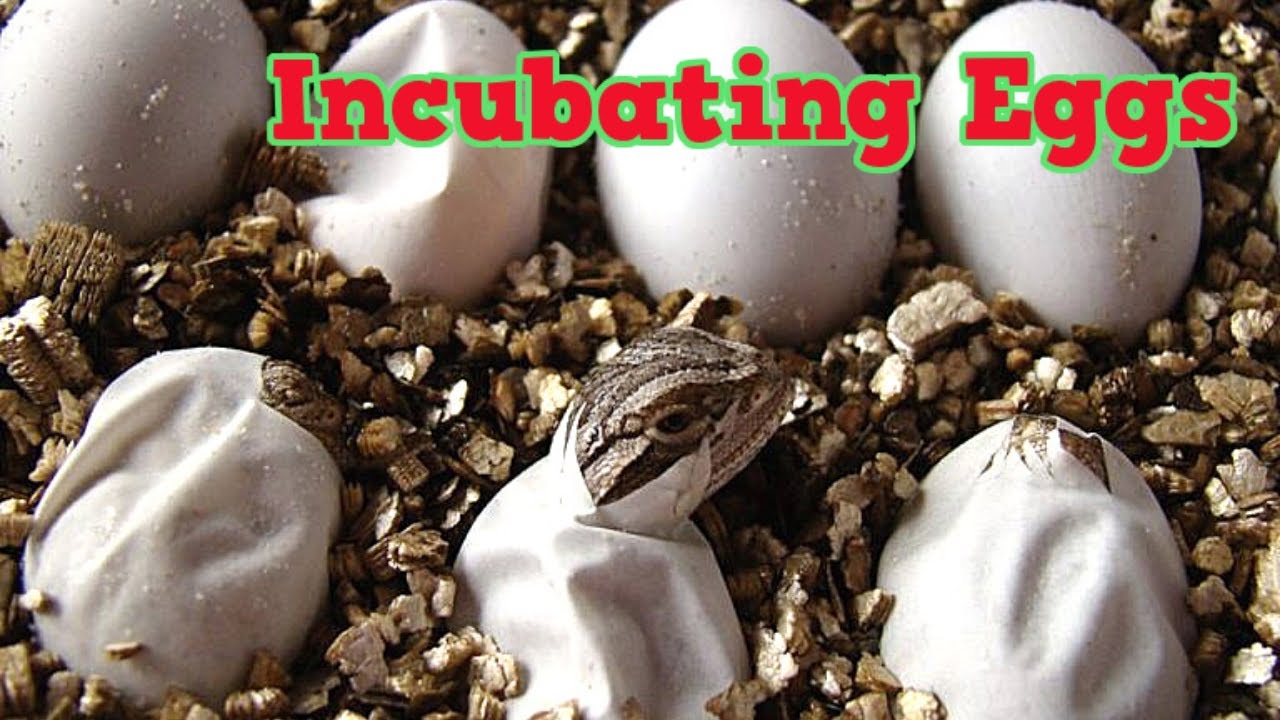 Incubating Bearded Dragon Eggs So They All Hatch