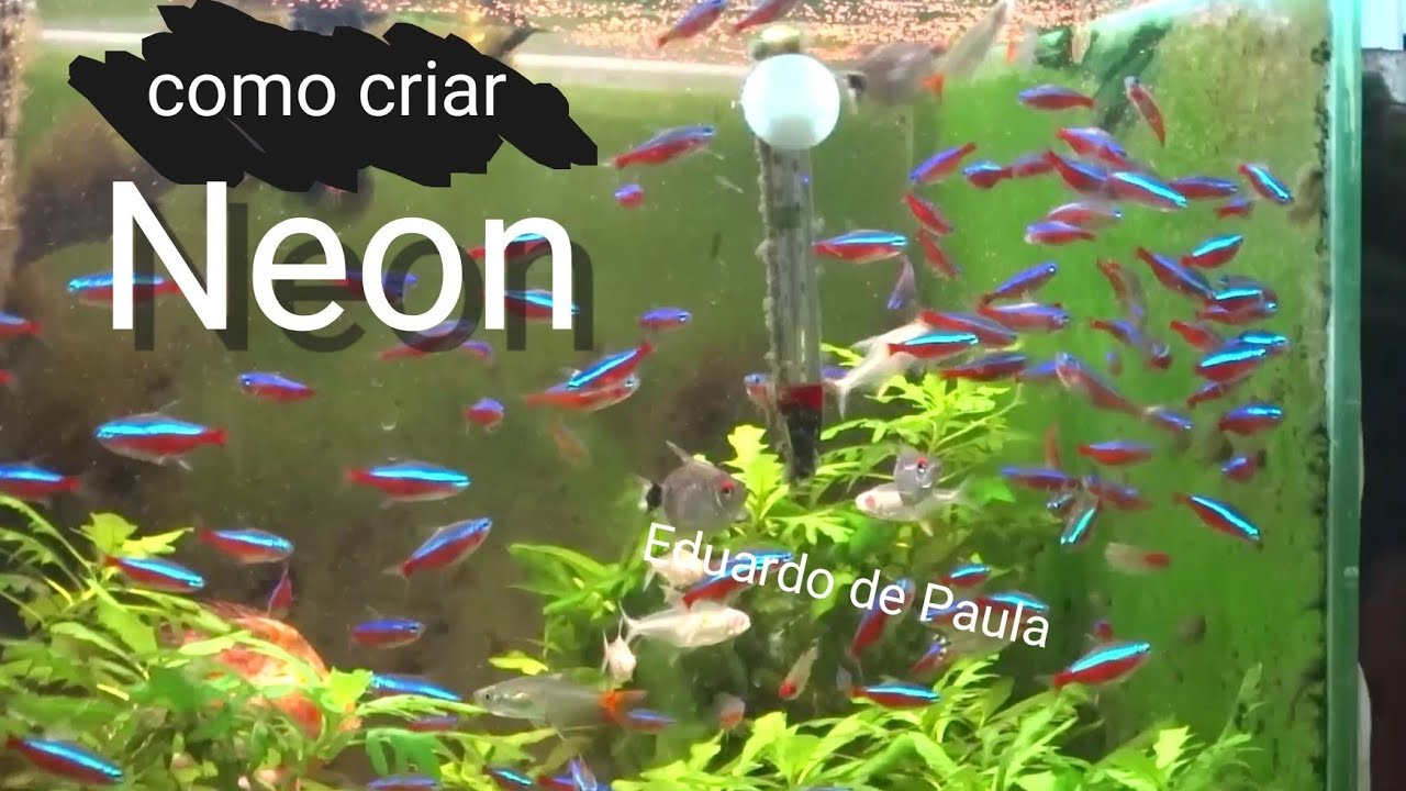 Como criar o peixe Neon cardinal