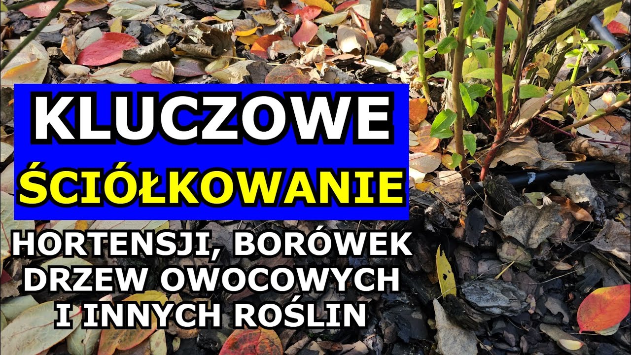 Kluczowe Ściółkowanie Drzew Owocowych, Róż, Borówek, Truskawek, Lawendy, Hortensji Korą sosnową.
