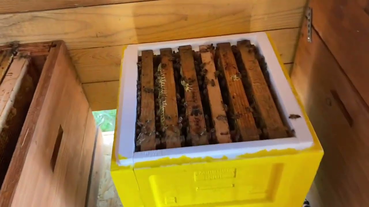 Mini plus Volk umsiedeln / umsetzen auf Dadant Us ! So mach ich es ,es funktioniert bei mir gut 😊