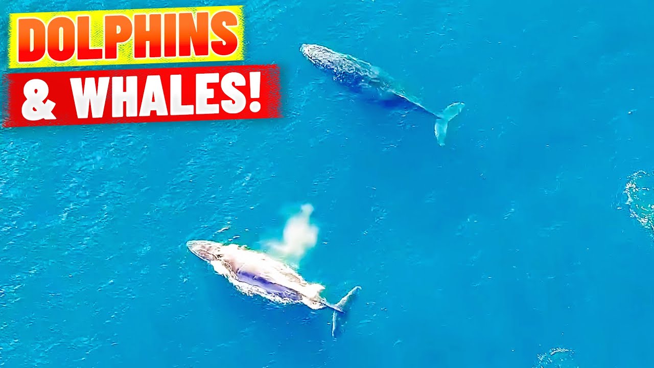 Dolphins and Whales Swim TOGETHER at Bondi