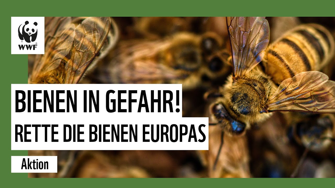 Es lebe die Biene -T&ouml;dliche Pestizide m&uuml;ssen verboten bleiben!