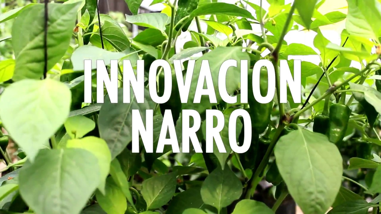 Innovaci&oacute;n UAAAN