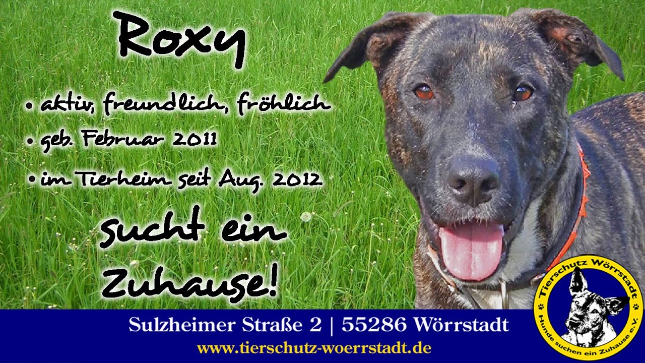 Roxy sucht ein Zuhause- Tierschutz Wörrstadt