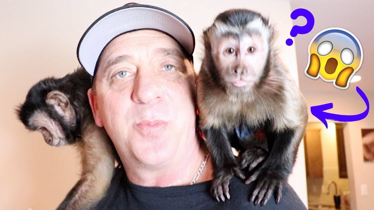 Monkey Birthday Fan Mail Unboxing! (BIG SURPRISE)