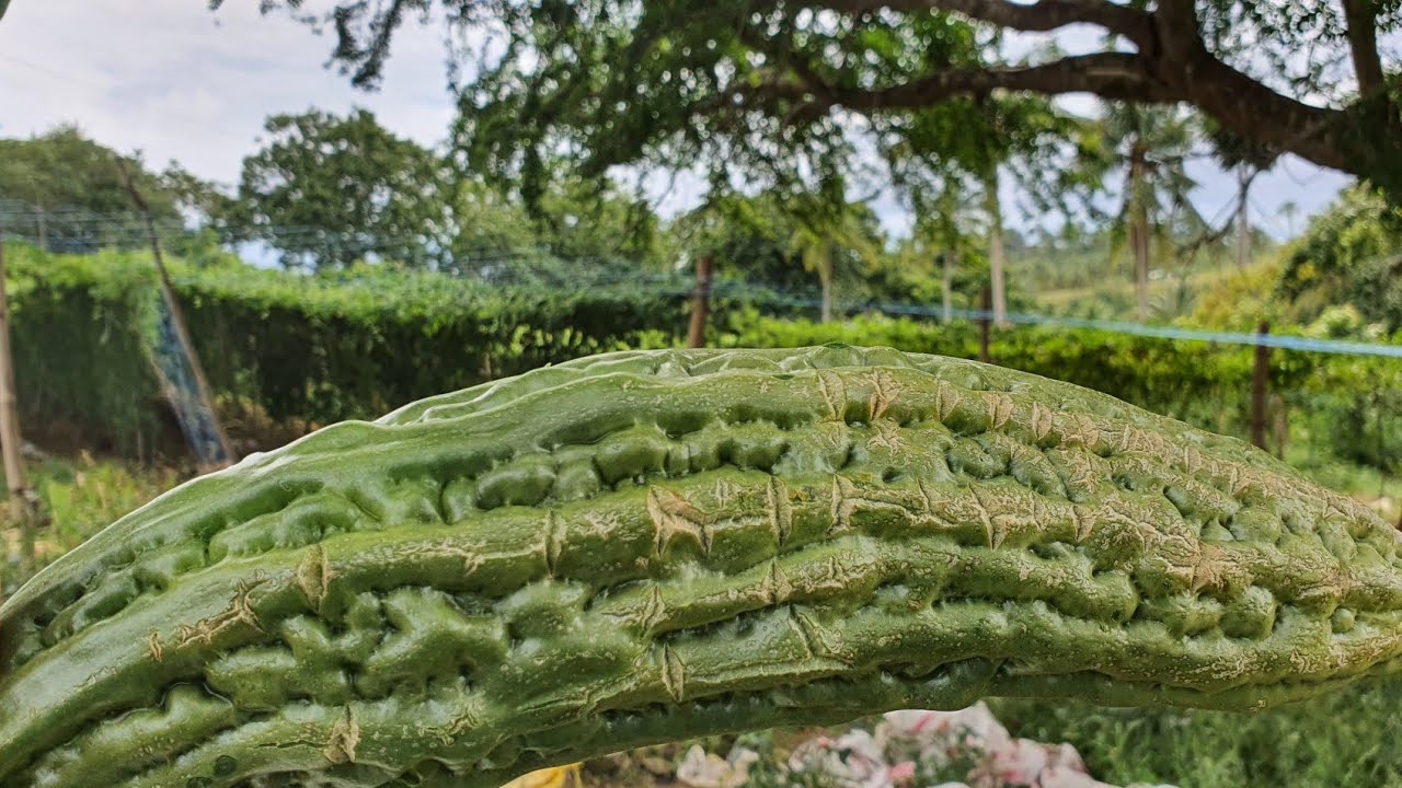 DAHILAN SA FRUIT CRACKING NG AMPALAYA || BITTER GOURD FRUIT CRACKING ISSUES