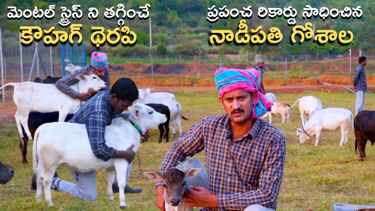 Nadipathi goshala || Cow HuggingTherapy benfits  || Cow Cudding therapy world new wellness trend