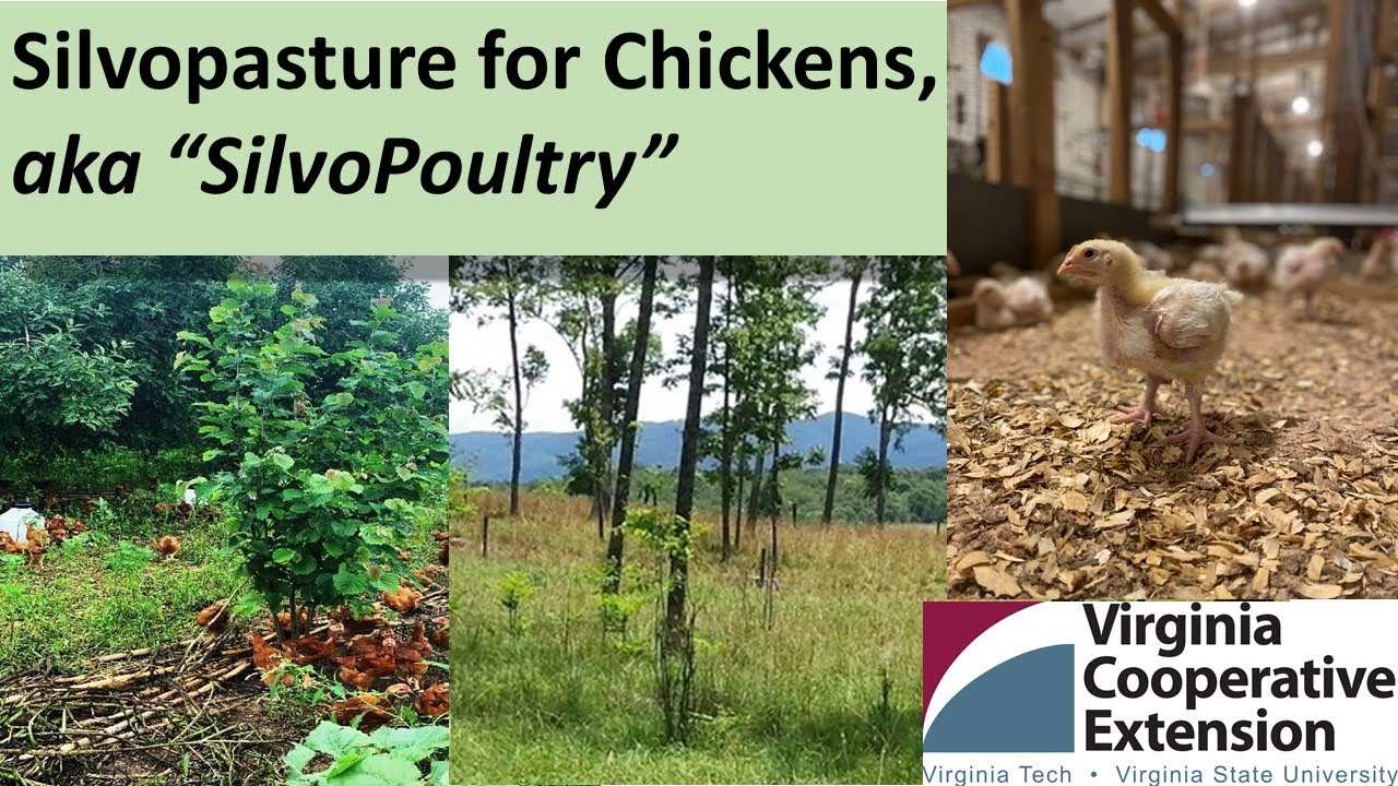 Fifteen Minutes in the Forest: Silvopasture for Chickens (aka., SilvoPoultry)