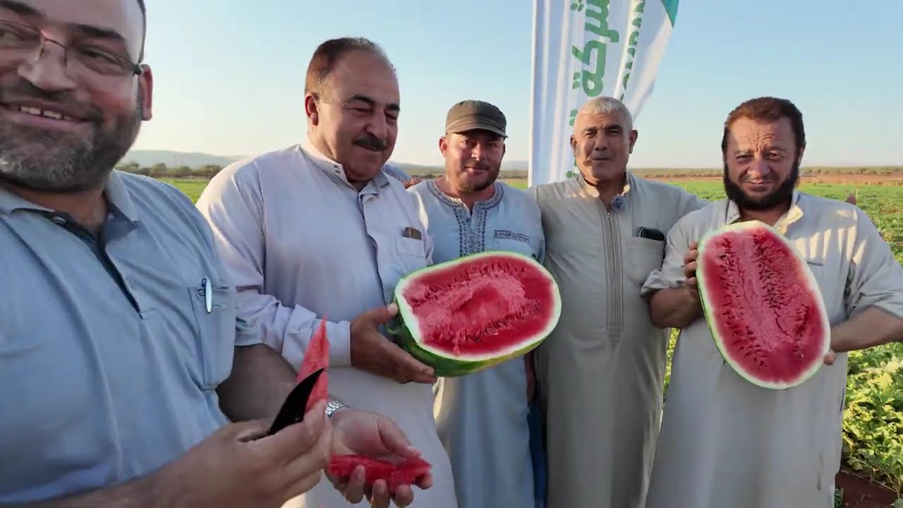 يوم حقلي لشركة تسنيم الزراعية لصنف جبس صوفيا