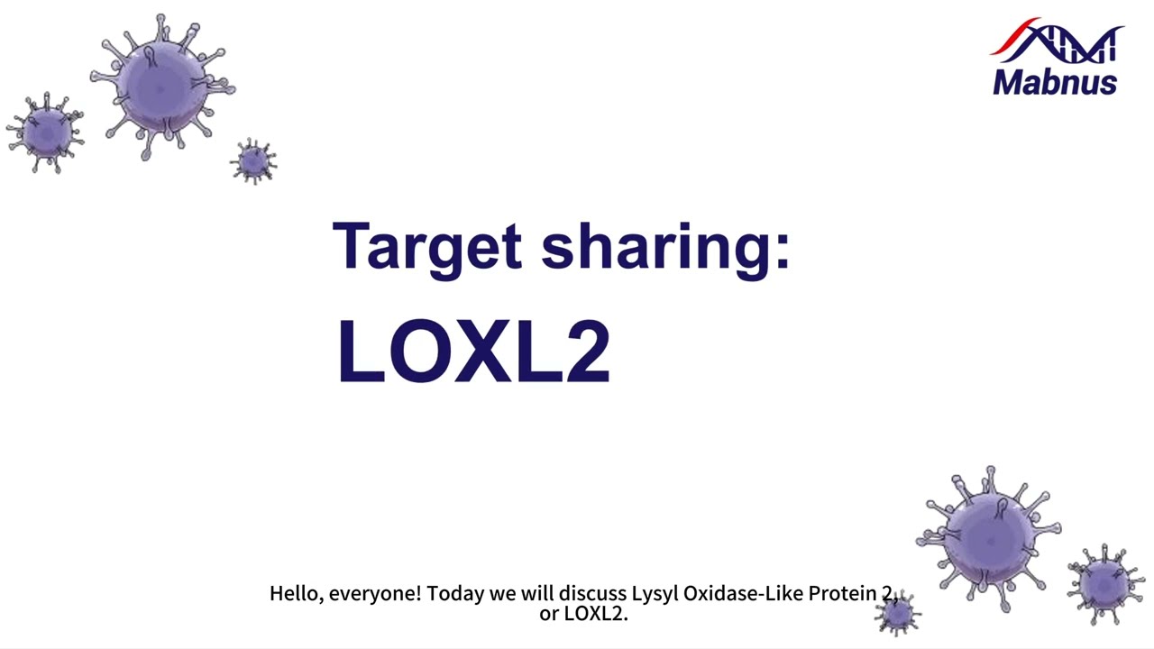 Lysyl oxidase like protein LOXL2