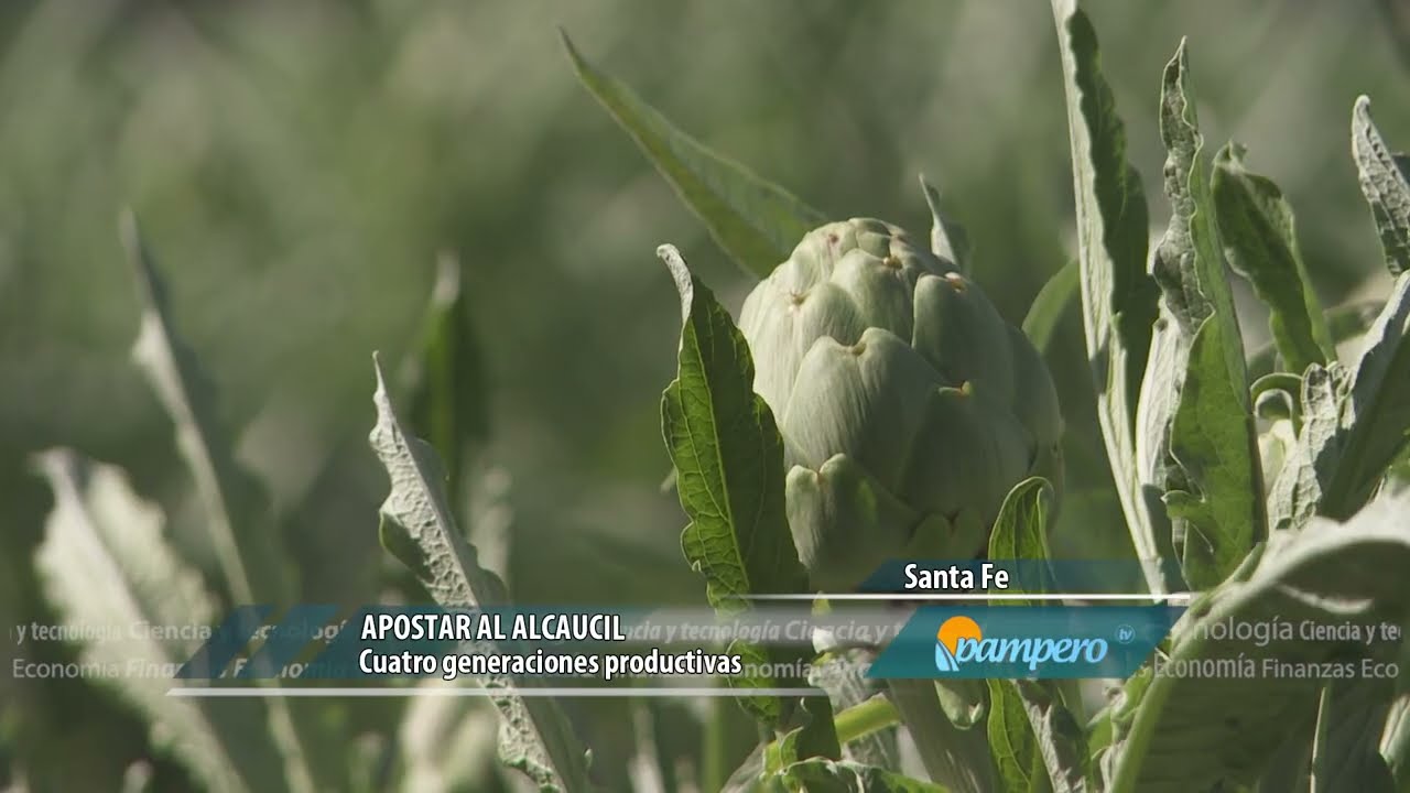 Apostar al alcaucil