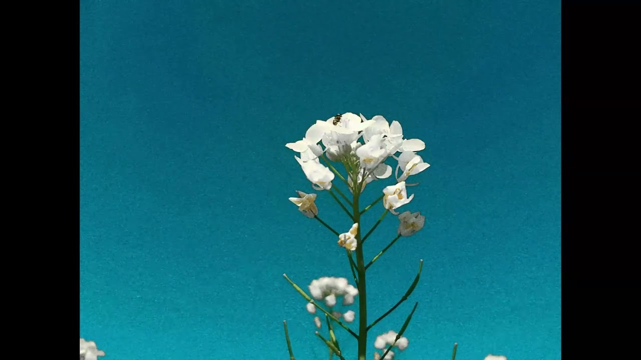 [FREE] Lauv X Pop EDM Type Beat - “GOODBYE”