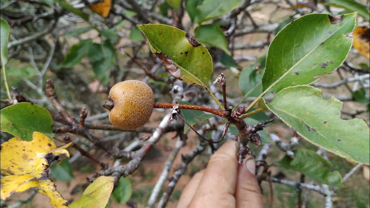 Nashi Pear (Pyrus pyrifolia) grows on the Equator just like in temperate climates