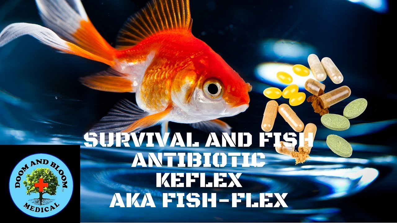 Antibiotic Keflex, FishFlex