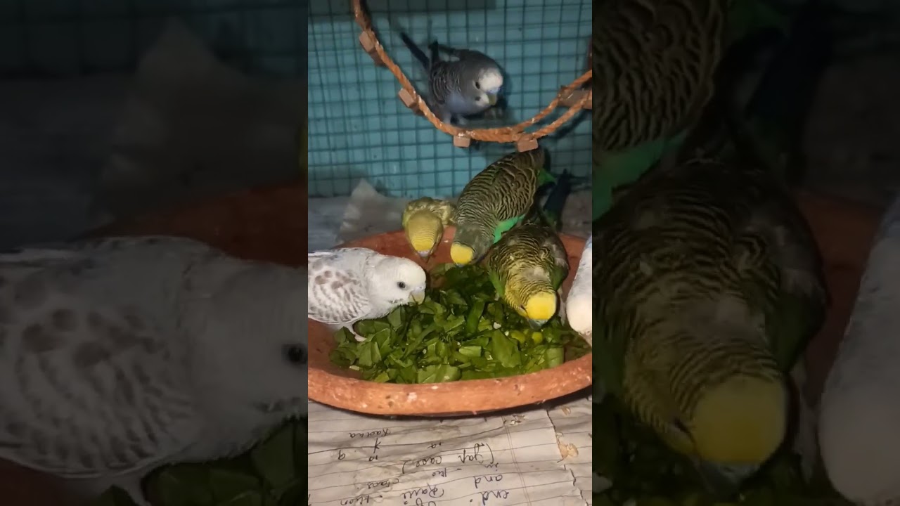 budgie summer food | budgie sound #shorts #short #youtubeshorts