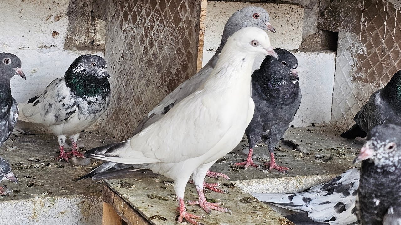 ❤️🕊🕊KGN pigeon loft Gautam  is live🕊🕊❤️