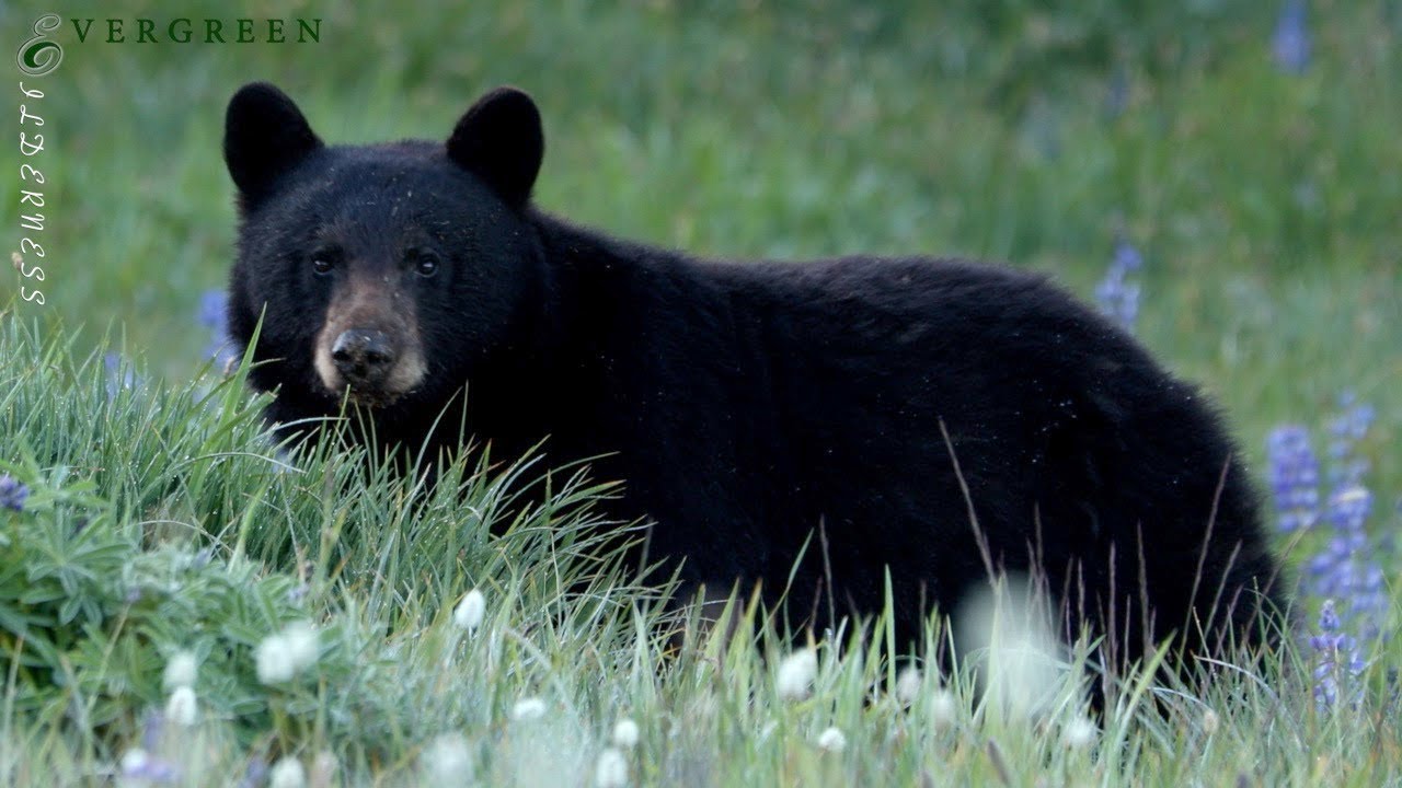 Black Bears | Olympic Peninsula