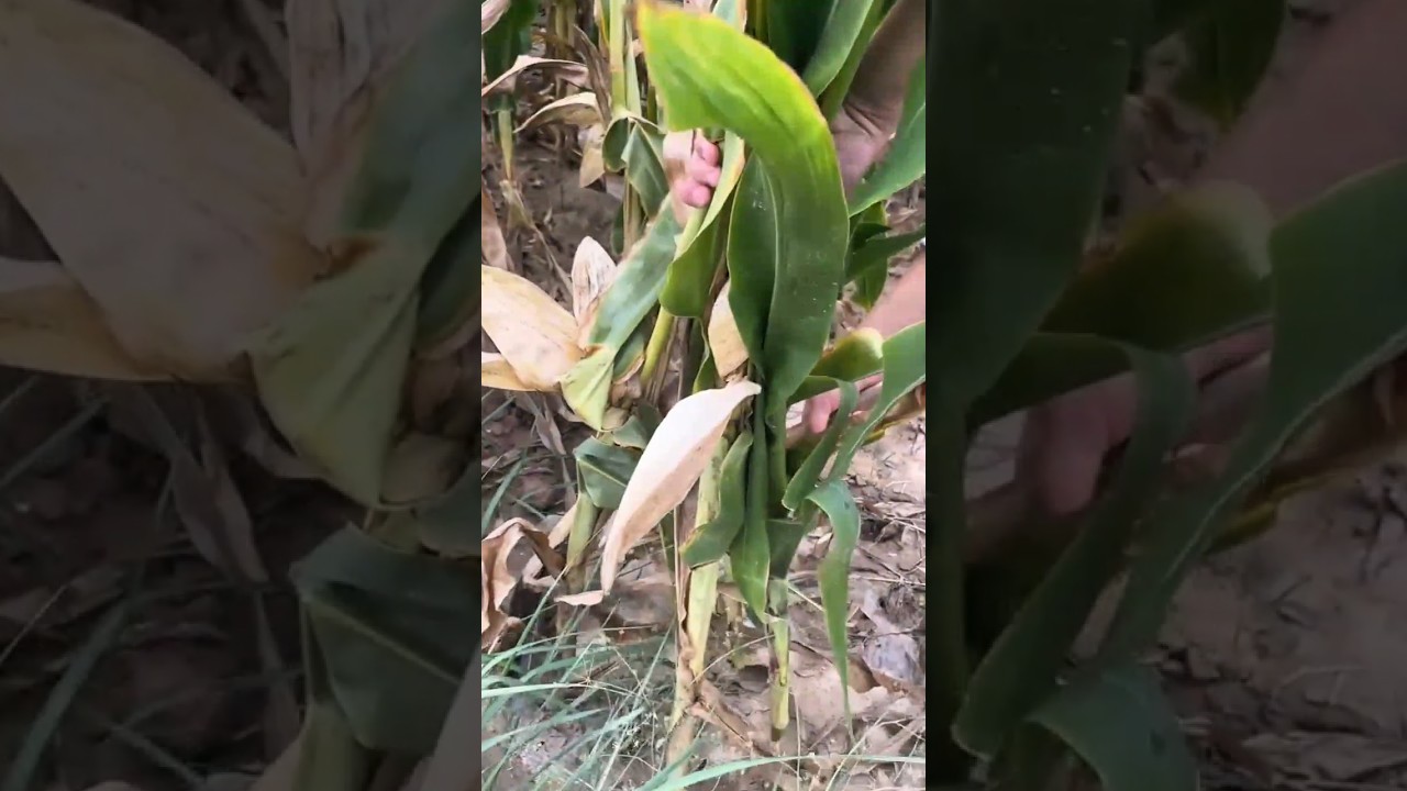 The Process Of Harvesting Corn Plants Manually By Pulling From Soil