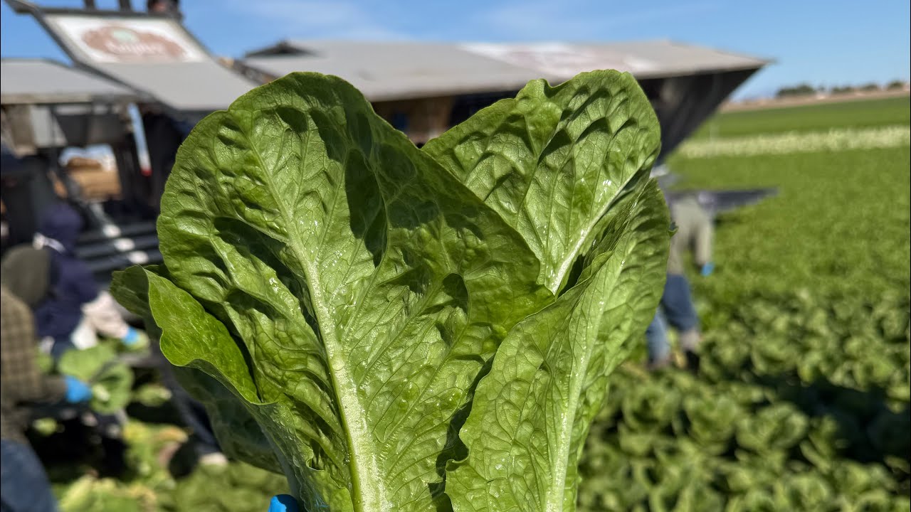 The truth about “wasted” leaves #agriculture 