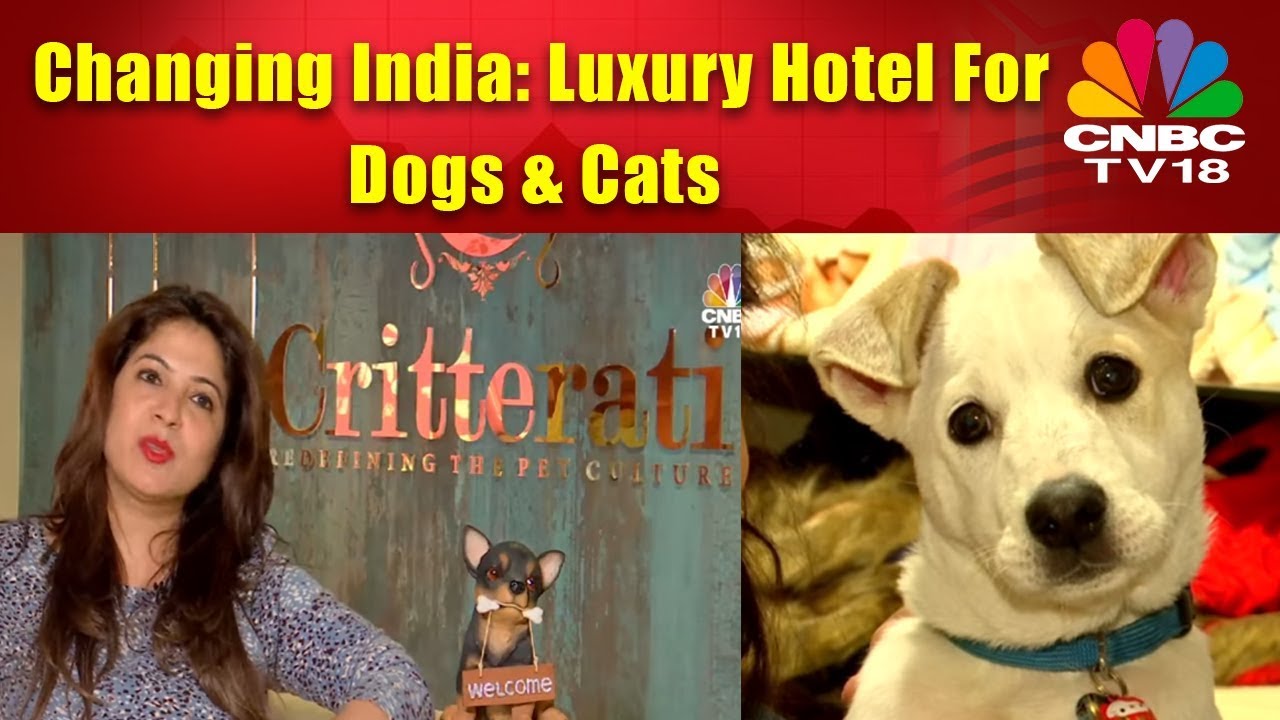 Changing India: Luxury Hotel For Dogs & Cats
