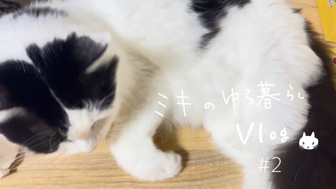 【ゆる暮らしVlog】  #2  休日のお出かけ・ランチ  I  ジンバル購入