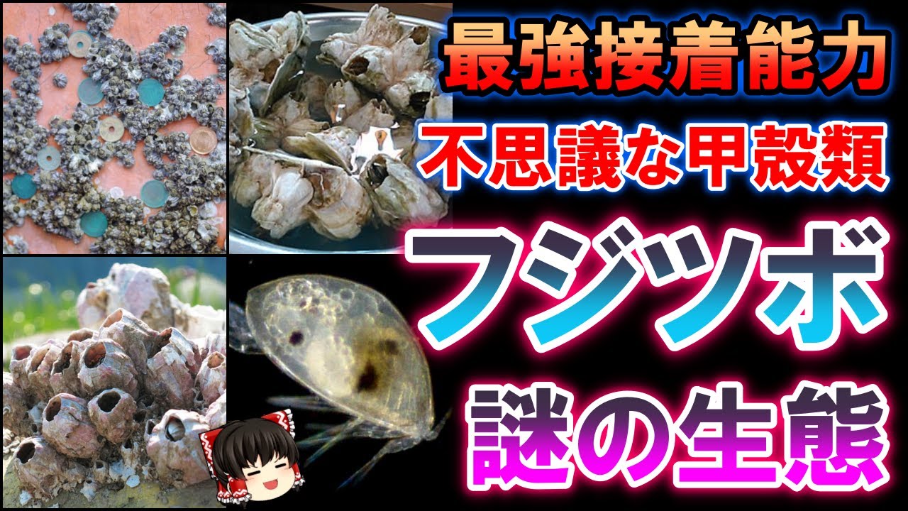 【ゆっくり解説】とんでもない接着能力　不思議な甲殻類「フジツボ」の謎の生態